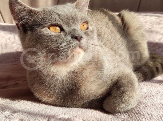 British Shorthair Lilac