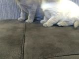 Safkan Irk British Shorthair&Scottish Fold Bebişler