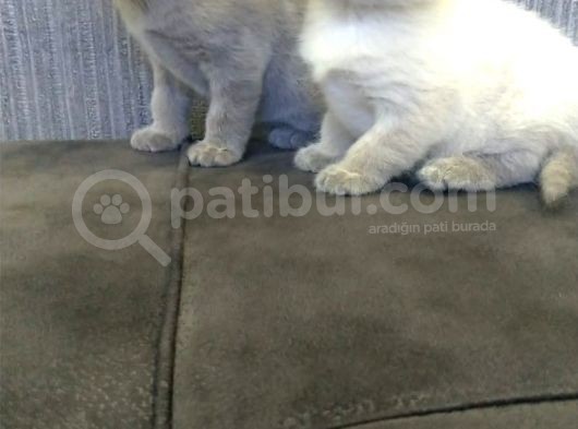 Safkan Irk British Shorthair&Scottish Fold Bebişler görsel