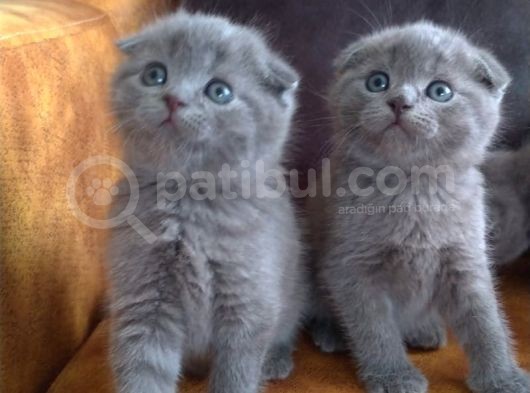 Safkan Irk British Shorthair&Scottish Fold Bebişler görsel