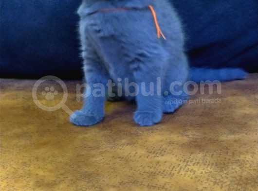 Safkan Irk British Shorthair&Scottish Fold Bebişler görsel