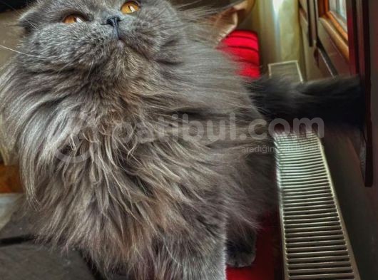 Longhairkingdom görsel