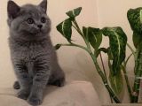 Orjinal British Shorthair Kitten