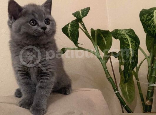 Orjinal British Shorthair Kitten görsel