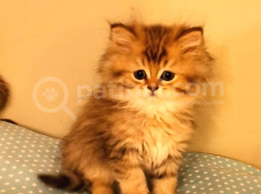 Shorthair Ve Longhair Bebekler Silver Golden görsel