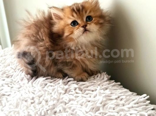 Shorthair Ve Longhair Bebekler Silver Golden
