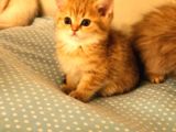 Shorthair Ve Longhair Bebekler Silver Golden