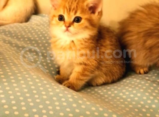 Shorthair Ve Longhair Bebekler Silver Golden görsel