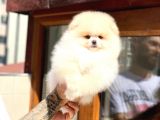 Pomeranian Boo Teddy Face Mini Erkek Yavrumuz