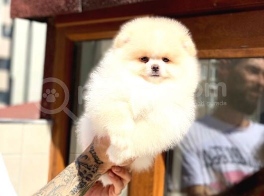Pomeranian Boo Teddy Face Mini Erkek Yavrumuz