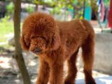 Red Brown Standart Dev Poodle