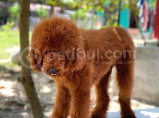 Red Brown Standart Dev Poodle görsel