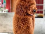 Red Brown Standart Dev Poodle