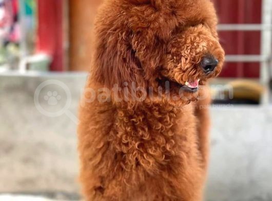 Red Brown Standart Dev Poodle görsel