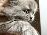 British Longhair