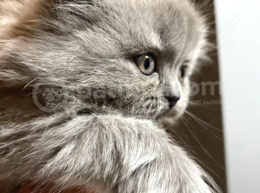 British Longhair görsel