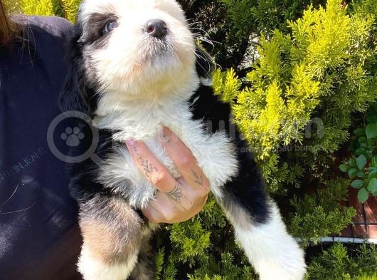 Bernadoodle Yavrular Beyli̇kdüzü görsel