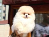 Pomeranian Boo Teddy Face Mini Erkek Yavrumuz