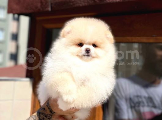 Pomeranian Boo Teddy Face Mini Erkek Yavrumuz görsel