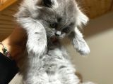 British Longhair