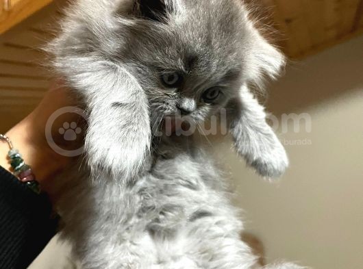 British Longhair görsel