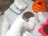 Orjinal Irk Garantili Egzotik Ve Iran Persian Bebekler