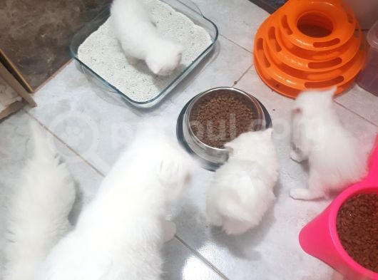 Orjinal Irk Garantili Egzotik Ve Iran Persian Bebekler görsel