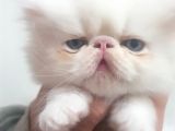 Orjinal Irk Garantili Egzotik Ve Iran Persian Bebekler
