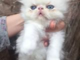 Orjinal Irk Garantili Egzotik Ve Iran Persian Bebekler