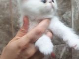 Orjinal Irk Garantili Egzotik Ve Iran Persian Bebekler