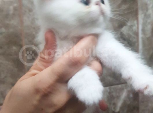Orjinal Irk Garantili Egzotik Ve Iran Persian Bebekler görsel