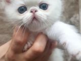 Orjinal Irk Garantili Egzotik Ve Iran Persian Bebekler