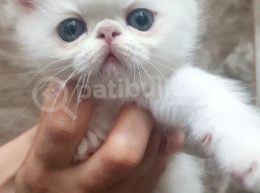 Orjinal Irk Garantili Egzotik Ve Iran Persian Bebekler görsel