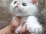 Orjinal Irk Garantili Egzotik Ve Iran Persian Bebekler