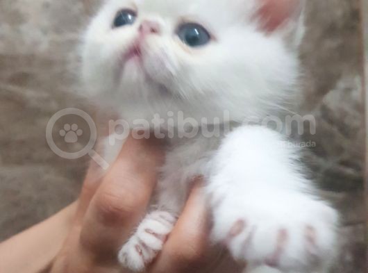 Orjinal Irk Garantili Egzotik Ve Iran Persian Bebekler