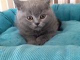 2 Aylık Ayı Surat Anne Babanın Yavruları