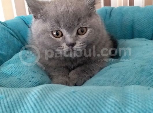 2 Aylık Ayı Surat Anne Babanın Yavruları görsel
