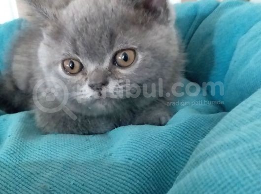 2 Aylık Ayı Surat Anne Babanın Yavruları görsel