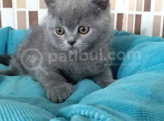 2 Aylık Ayı Surat Anne Babanın Yavruları görsel