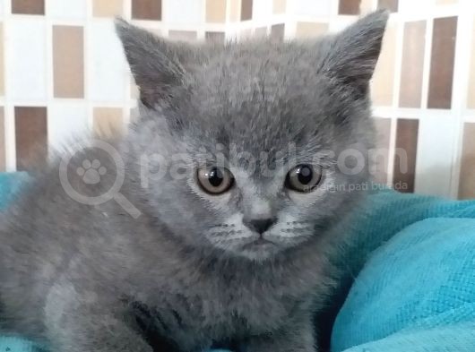 2 Aylık Ayı Surat Anne Babanın Yavruları görsel