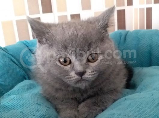 2 Aylık Ayı Surat Anne Babanın Yavruları