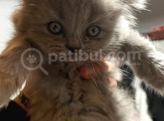 British Longhair görsel