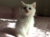 Annesi Bri̇ti̇sh Silver Babası Ankara Kedi̇si̇