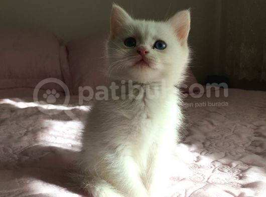 Annesi Bri̇ti̇sh Silver Babası Ankara Kedi̇si̇ görsel