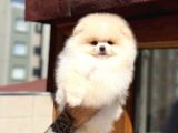 Pomeranian Boo Teddy Face Mini Erkek Yavrumuz