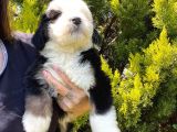 Bernadoodle Yavrular Beyli̇kdüzü