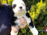 Bernadoodle Yavrular Beyli̇kdüzü