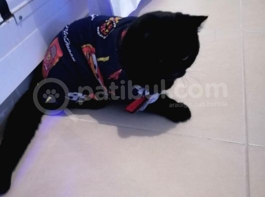 British Shorthair Aşıları Tam Karnesi Var görsel