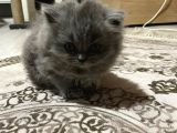 British LongHair