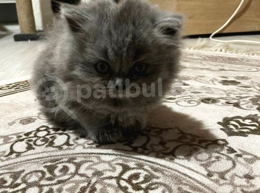 British Longhair